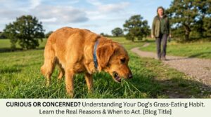 why does my dog eat grass causes and warning signs