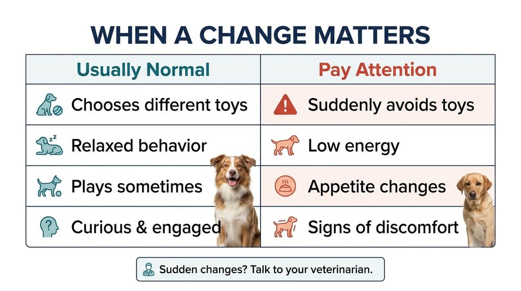 Normal and concerning changes in a dog's interest in toys