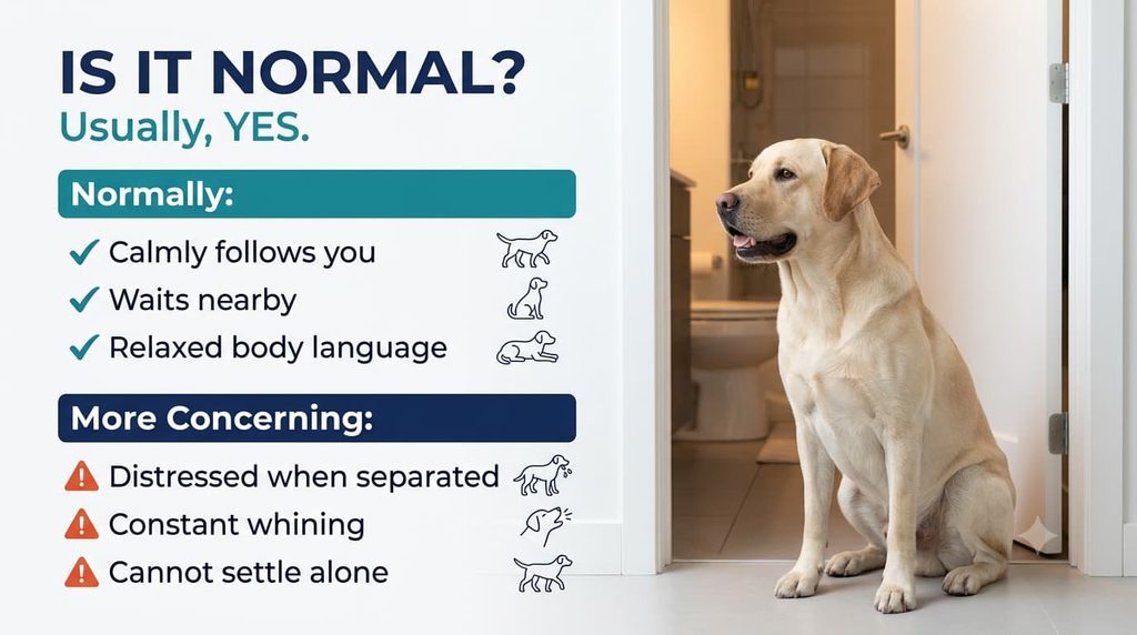 Normal and concerning dog behavior when following an owner