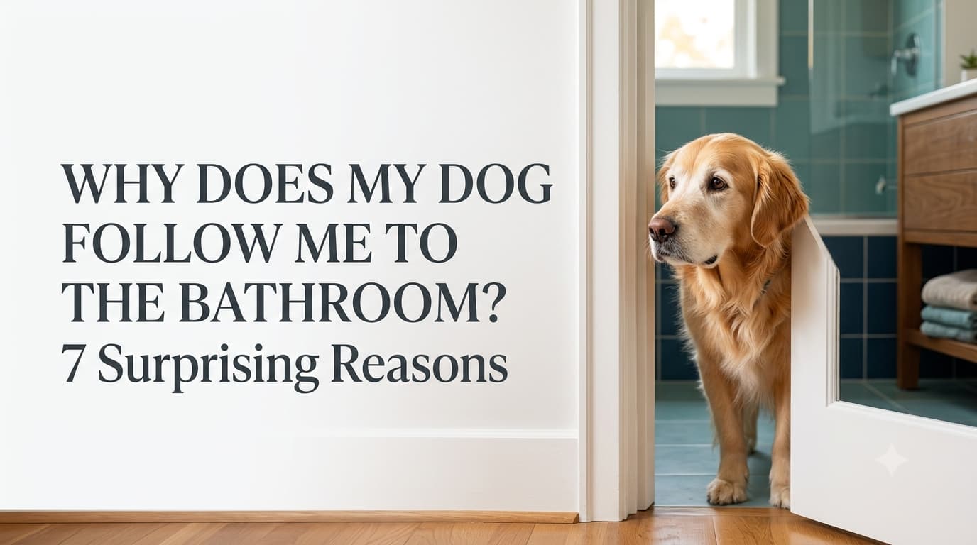 Why does my dog follow me to the bathroom